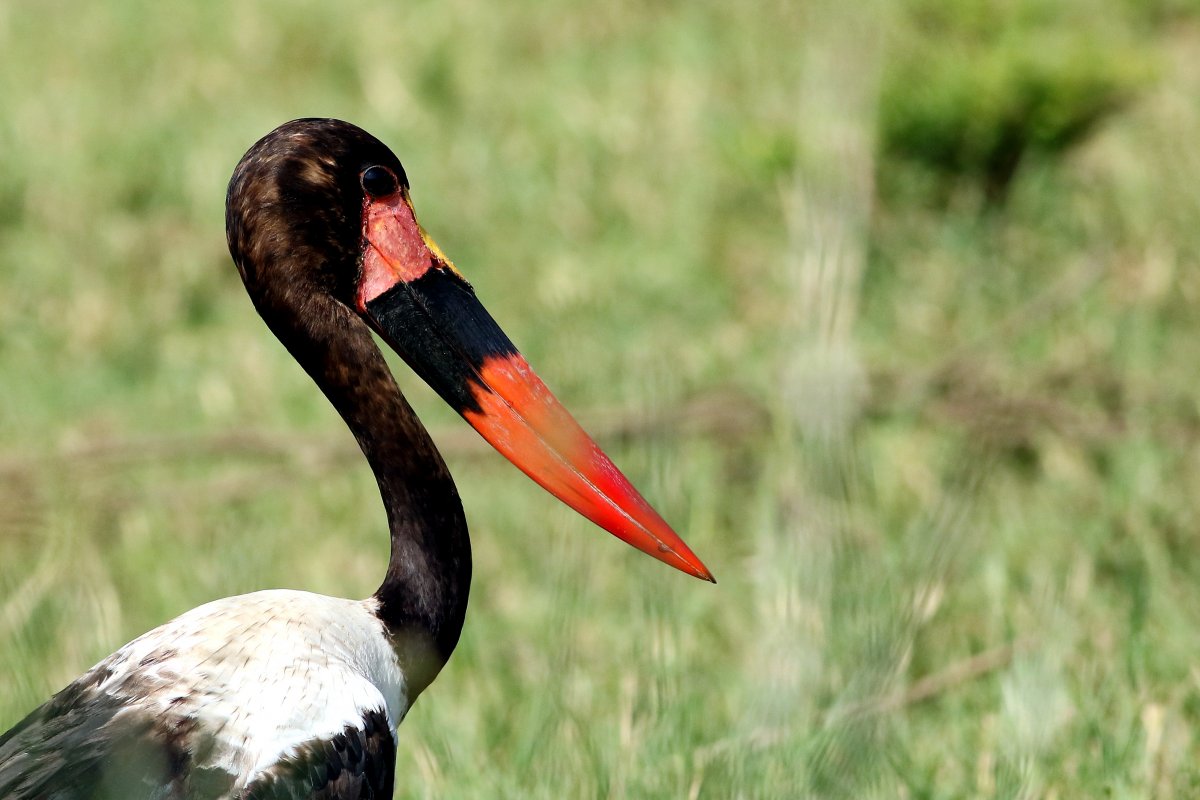 Ephippiorhynchus_senegalensis_27.06.2019_P.Szymański 1.jpg